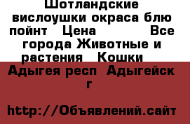 Шотландские вислоушки окраса блю пойнт › Цена ­ 4 000 - Все города Животные и растения » Кошки   . Адыгея респ.,Адыгейск г.